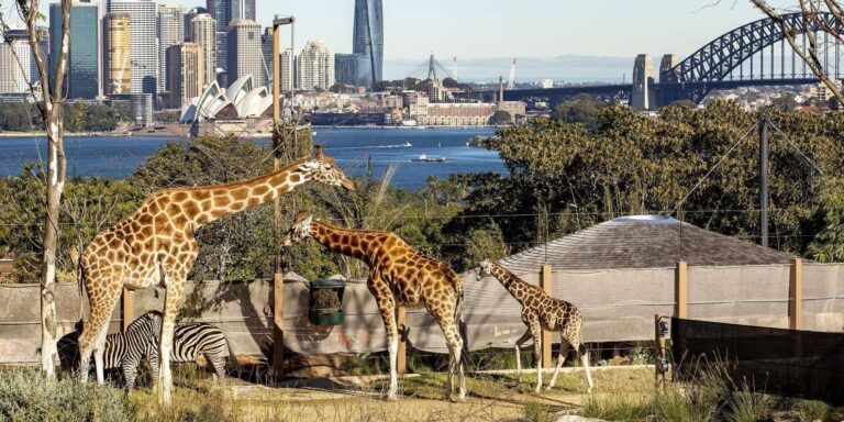 Top Zoos in the World to Visit in 2025